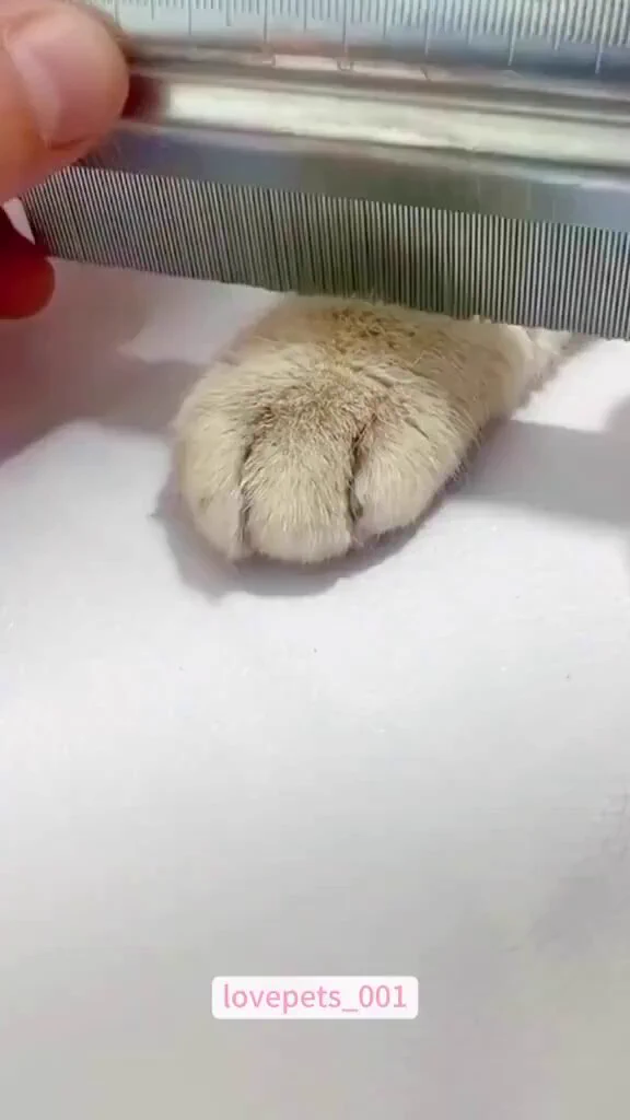 Fun with funny cat https://t.co/G2l3z4ORv3