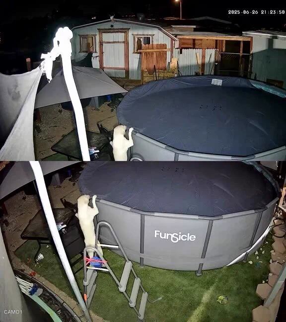 Late night pool party.. 😅 https://t.co/NYENEcg7xy