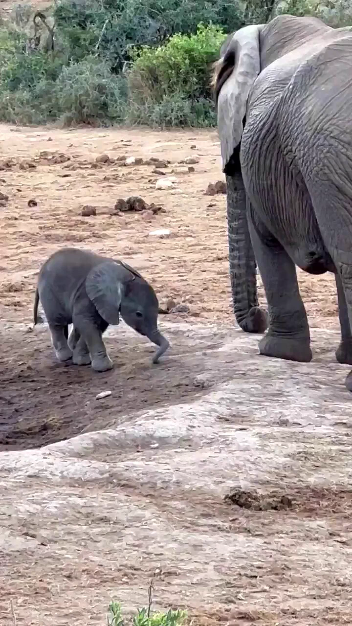 Baby elephant learning how to use his trunk ❤️🐘 https://t.co/WOjxt8nFts