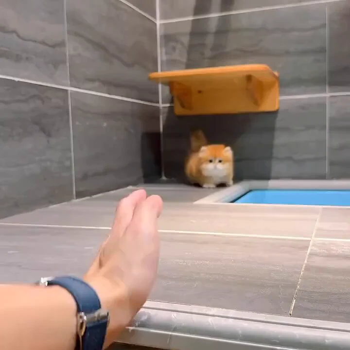 飼い主への甘え方がかわいい https://t.co/EPDpGbH7XV