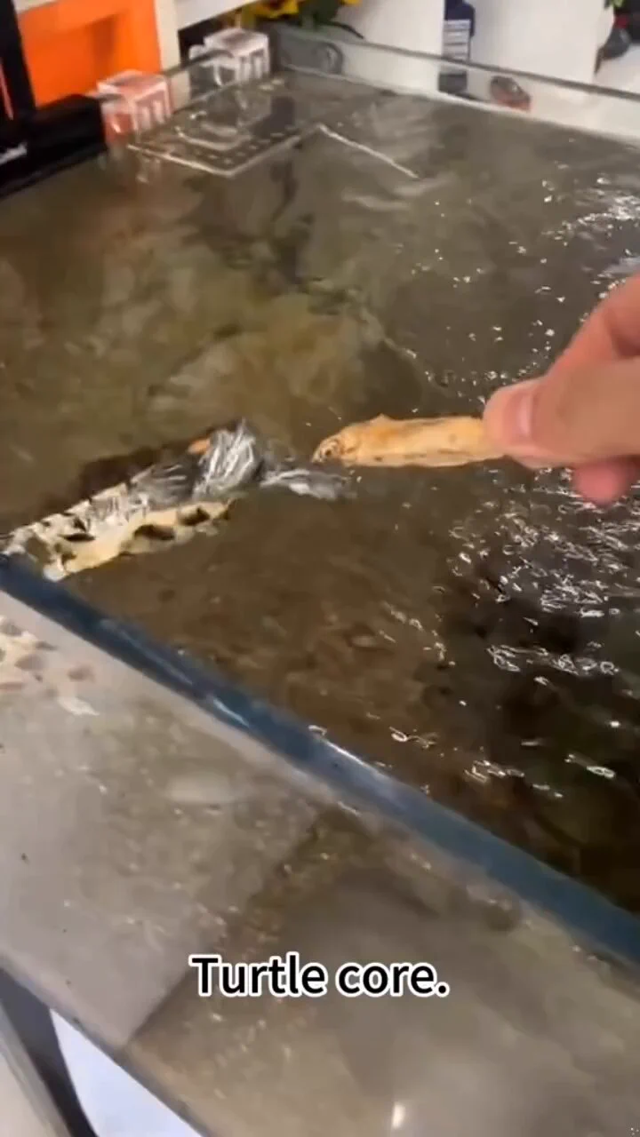 Turtle core https://t.co/iEeDC4qjto