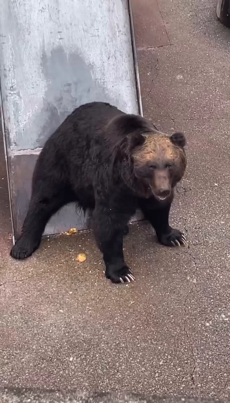 ヒグマだが。立ち上がった時は2メートル以上。投げたりんごをしっかり追える視認能力。そして硬いりんごを口でキャッチできる強靭な歯。勝てるわけがないのよ https://t.co/9KM5YJmzNE