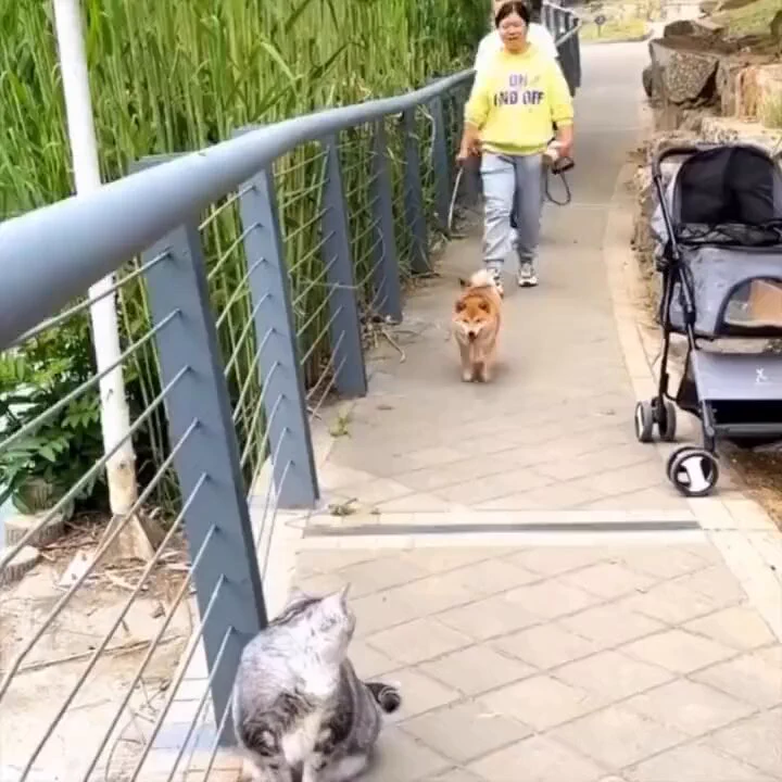 Cat vs dog.. 😂 https://t.co/PxjKLrHAKD