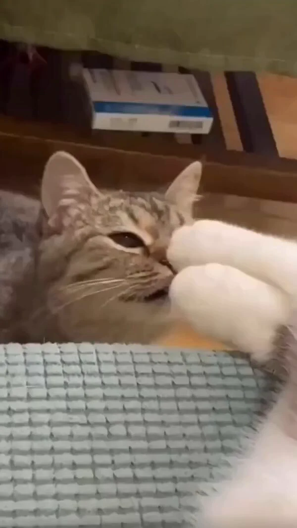 stinky feet https://t.co/a9y21kszrJ