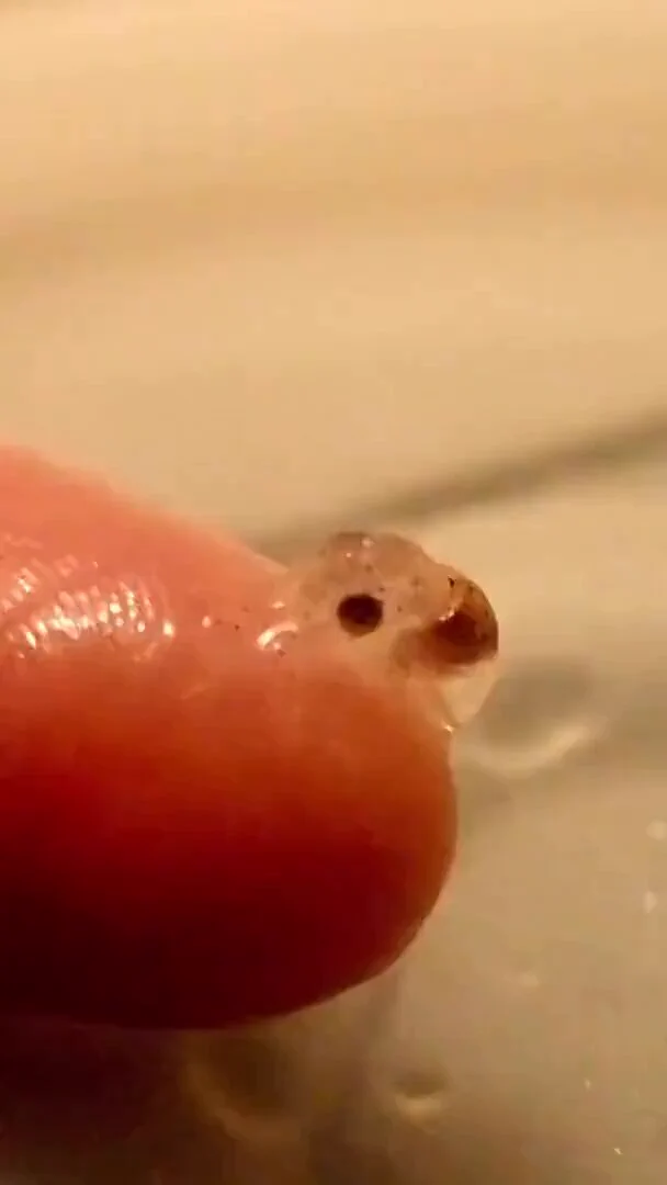 Baby octopus 🐙 https://t.co/rsCRUJLImv
