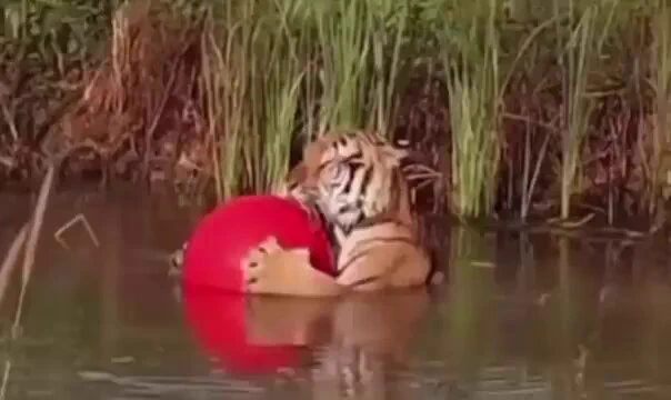 Motivational speakers: "There's a tiger in you."

Meanwhile the tiger in me: https://t.co/XexzfsuMWE