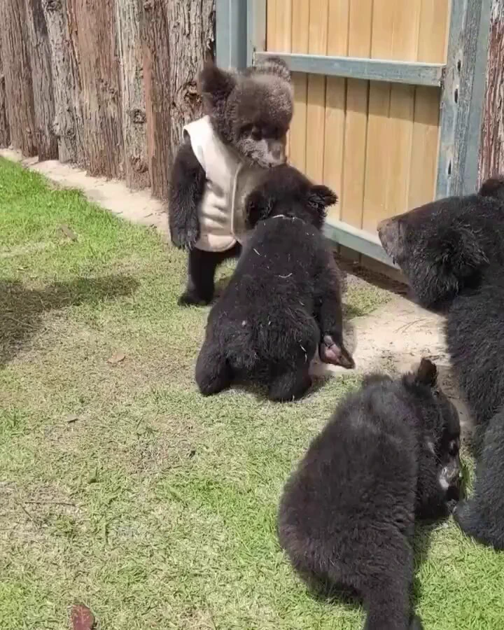 First day at kindergarten 😂🐻 https://t.co/OkrubZtXo0
