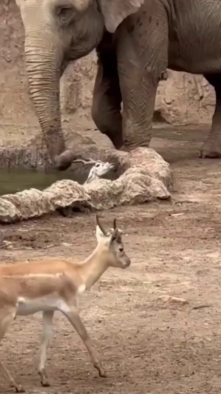 Elephant saving a Gazelle 
 https://t.co/cbF6zcQRcn