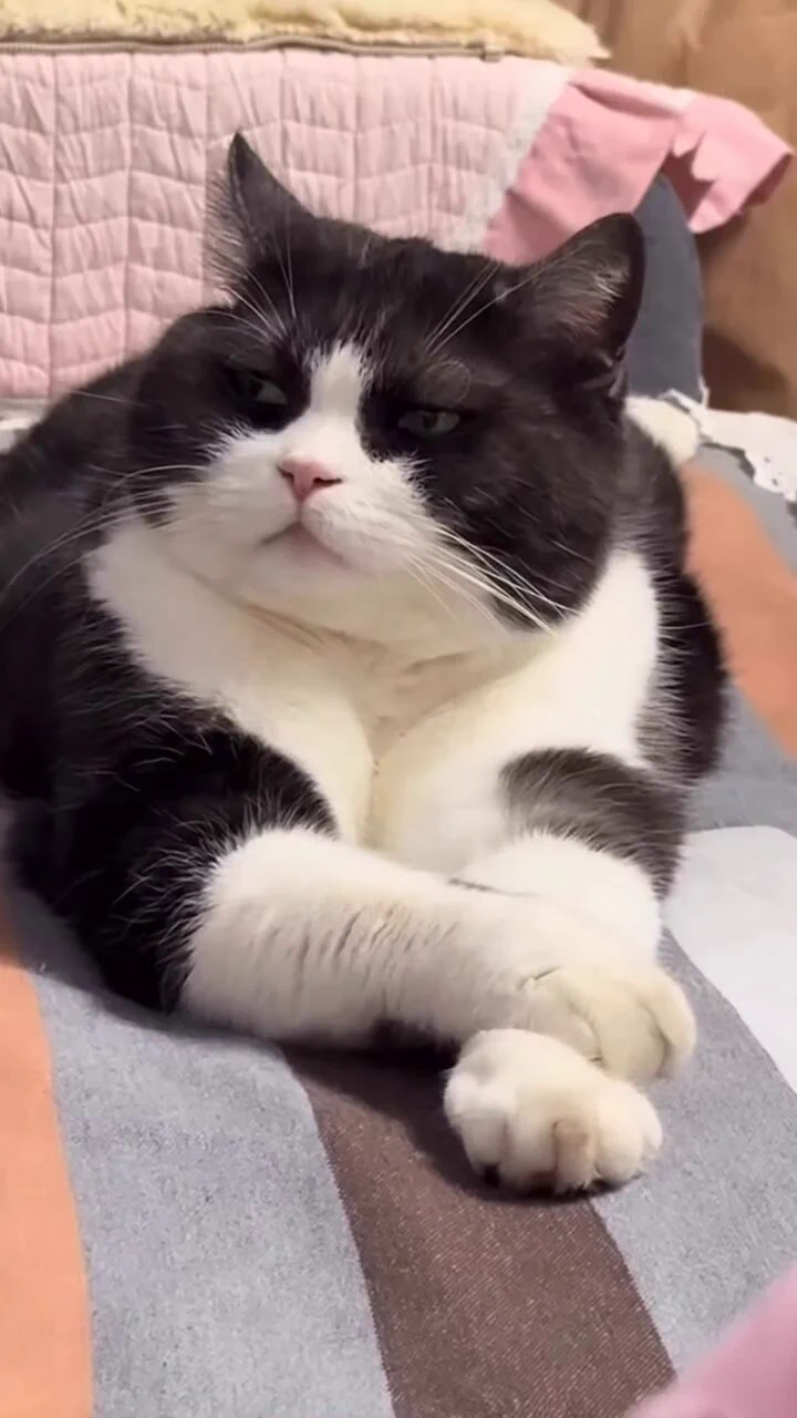 grumpy cow https://t.co/JH9KOEr0Eo