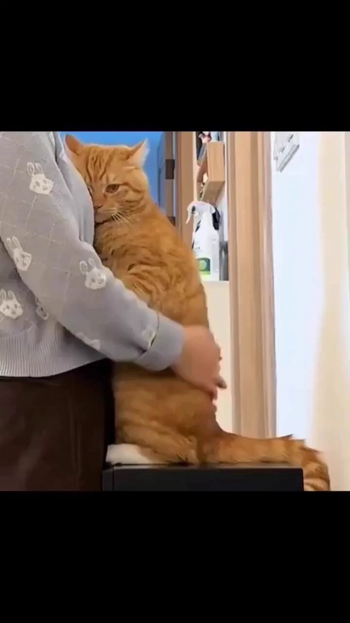 Everyone needs a hug sometimes, even orange cats 🥺 https://t.co/fEpw88u3z1