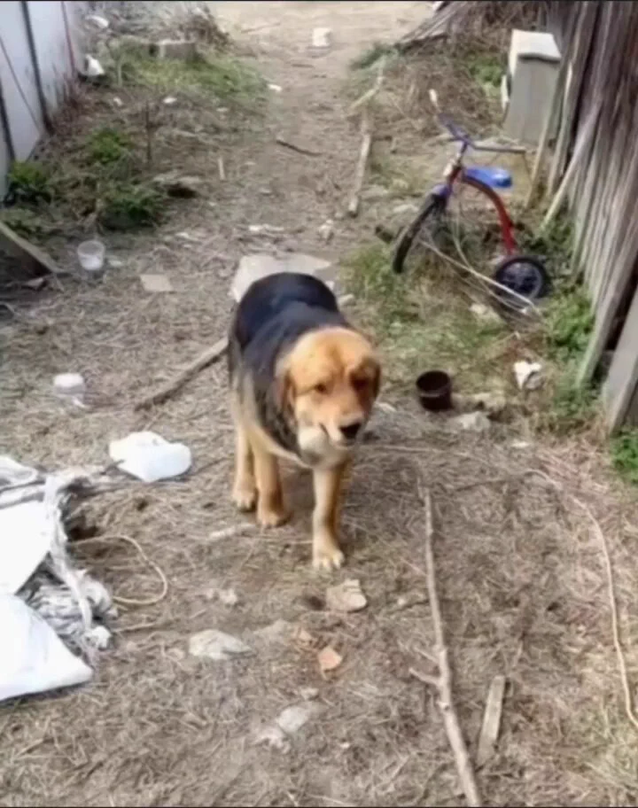 She's so proud of her tiny babies..🐕🐾😍❤️ https://t.co/UwAlp3l37L