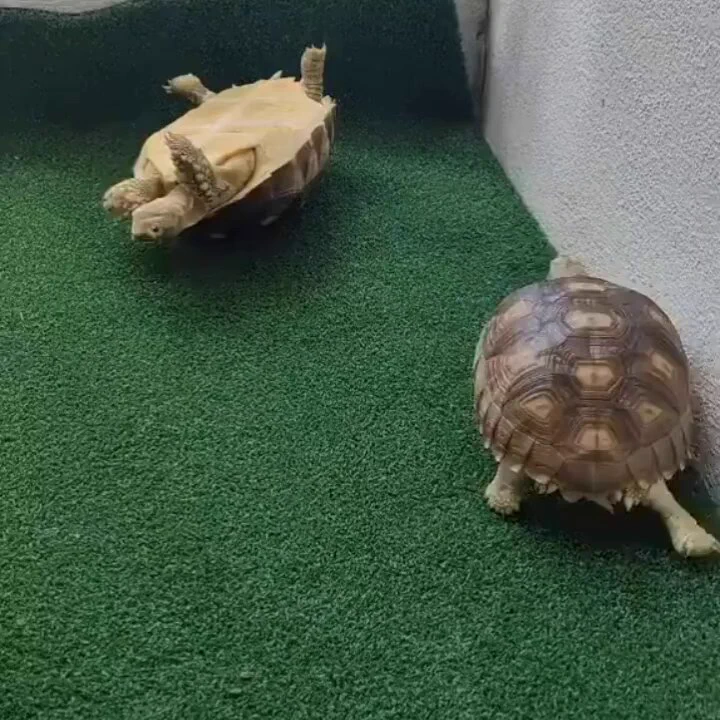 Friend in need is a friend indeed..🐢🙂❤️ https://t.co/bodKgwb5AG