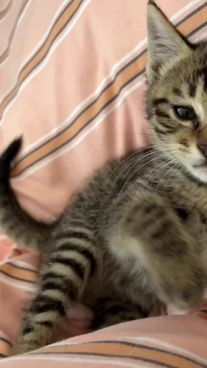 強烈な猫パンチ https://t.co/s72o9vgLzo