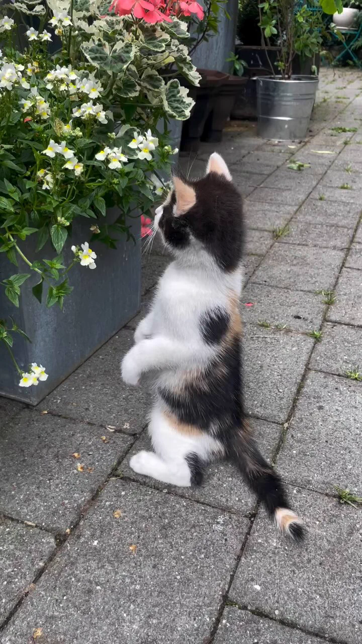 小さな蝶が気になる猫がかわいい https://t.co/qoZqTSO28i