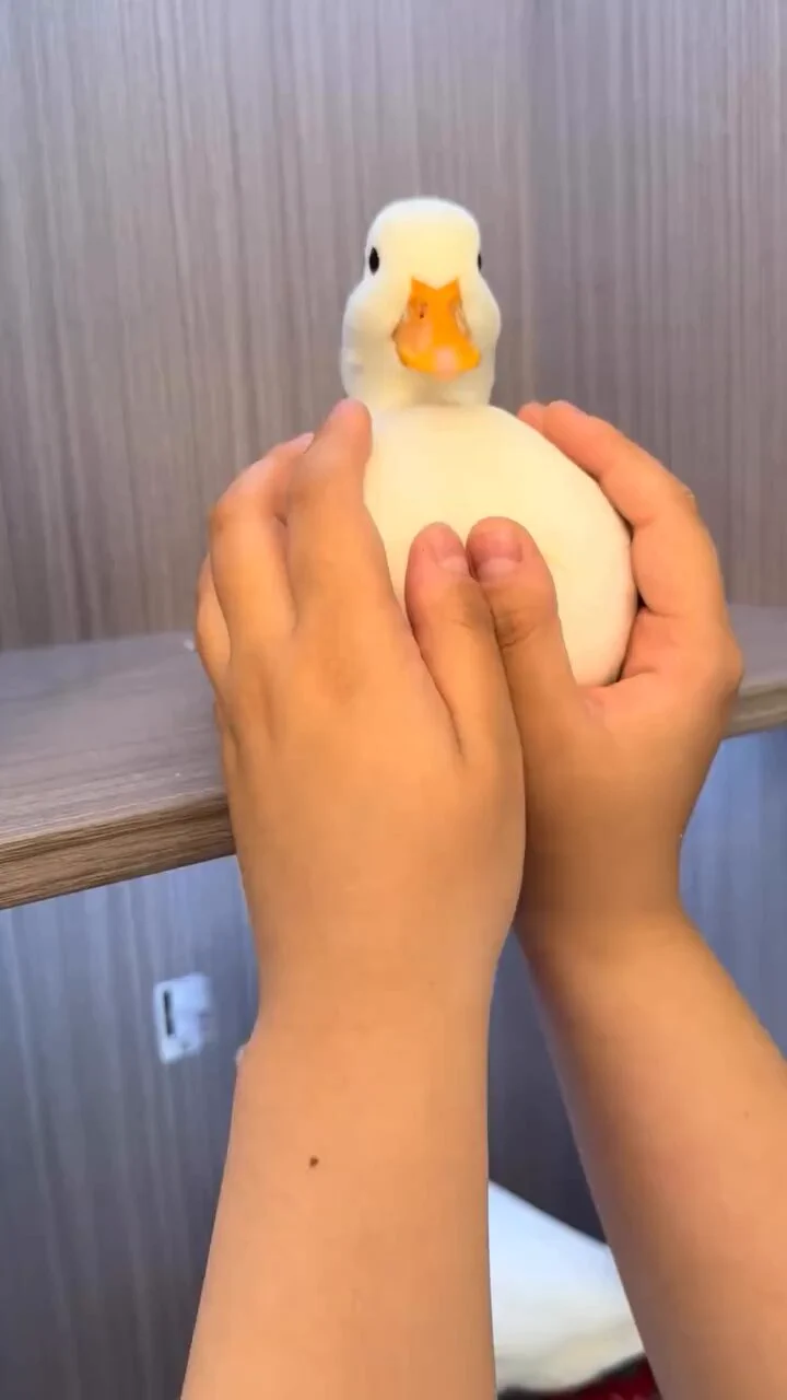 Round duck https://t.co/xmRhFOh5ji