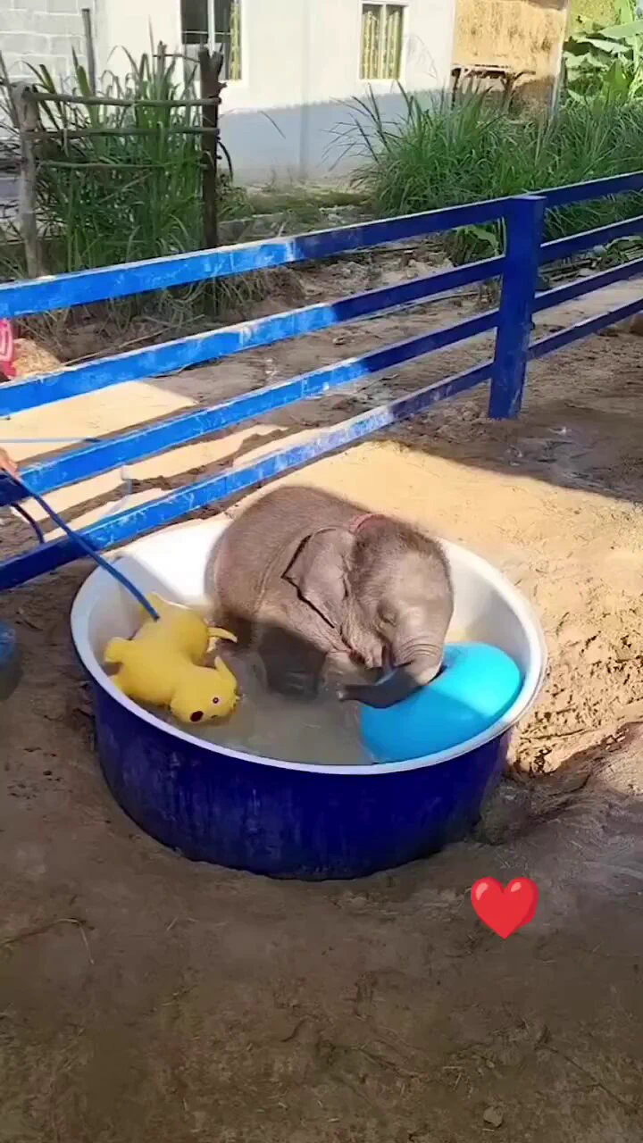 Bath time! 🛁🐘 https://t.co/mace3Co9sX