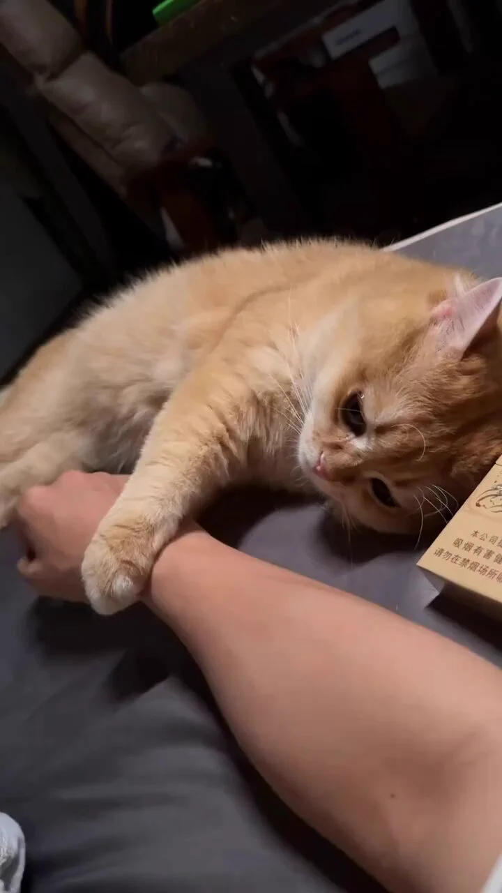Dont leave meow! https://t.co/mKvyNkqSdL