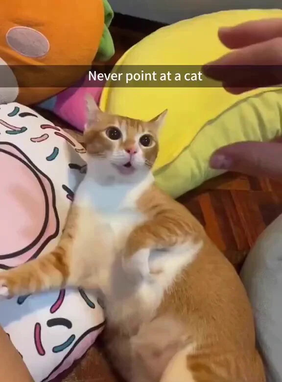 Never point at a cat https://t.co/ypcUW2lNTK