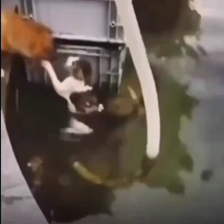 Dog jumps in the water to save a drowning kitty..🐕🐾🐈🥺🙏❤️ https://t.co/Zs2MpeXs3f