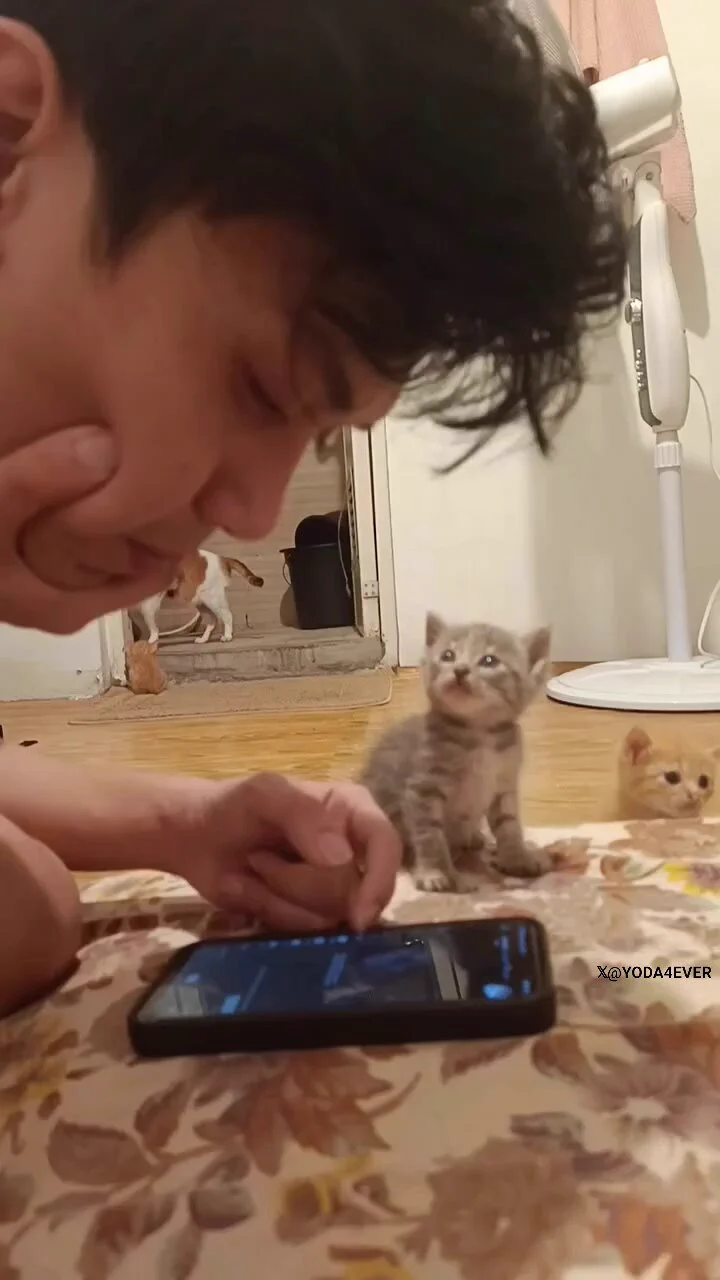 Pure love in those eyes..🐈🐾😍❤️ https://t.co/dnbwUtWvem