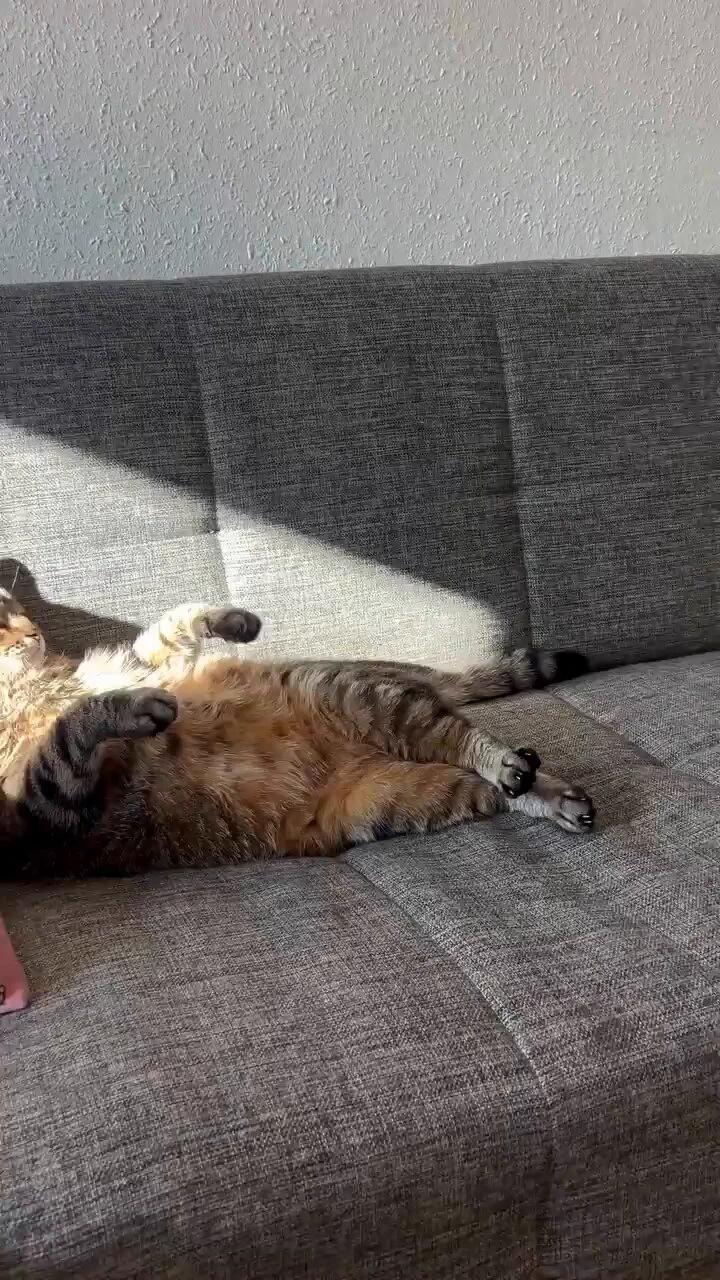 My cat after a long day of judging me https://t.co/Rjm9XxHQAn