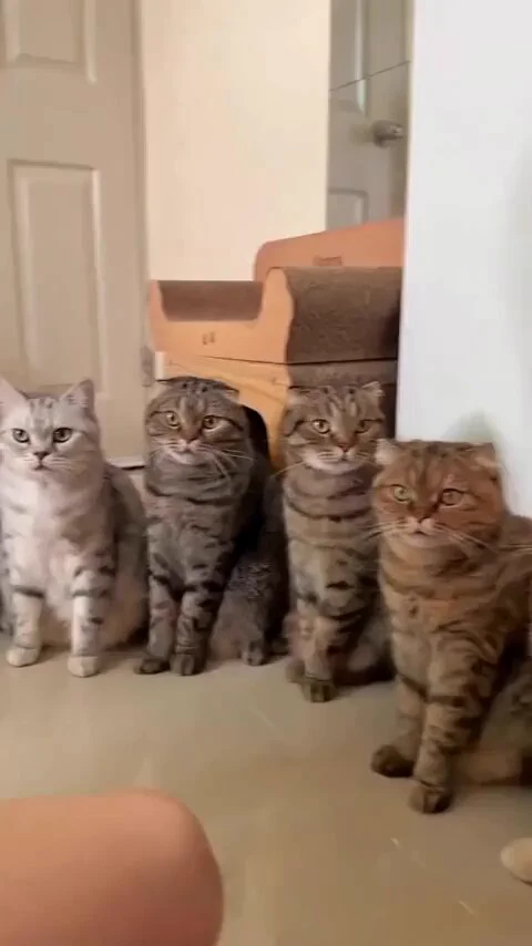 So much purrsonalities in one clip https://t.co/IqqTcBoR1Q