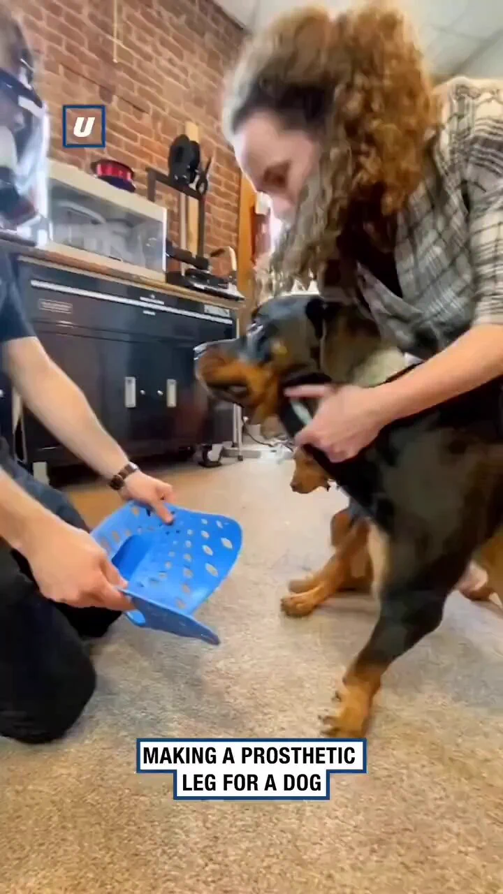 Dog's happiness after trying new prosthetics and being able to walk again..🐕🐾🦿😊❤️ https://t.co/glwiTKBlGw