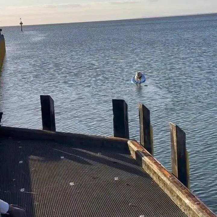 Incredible moment hero dog saves another dog stranded on a surfboard..🐕🐾🥺❤️ https://t.co/wXNnCwQwY6