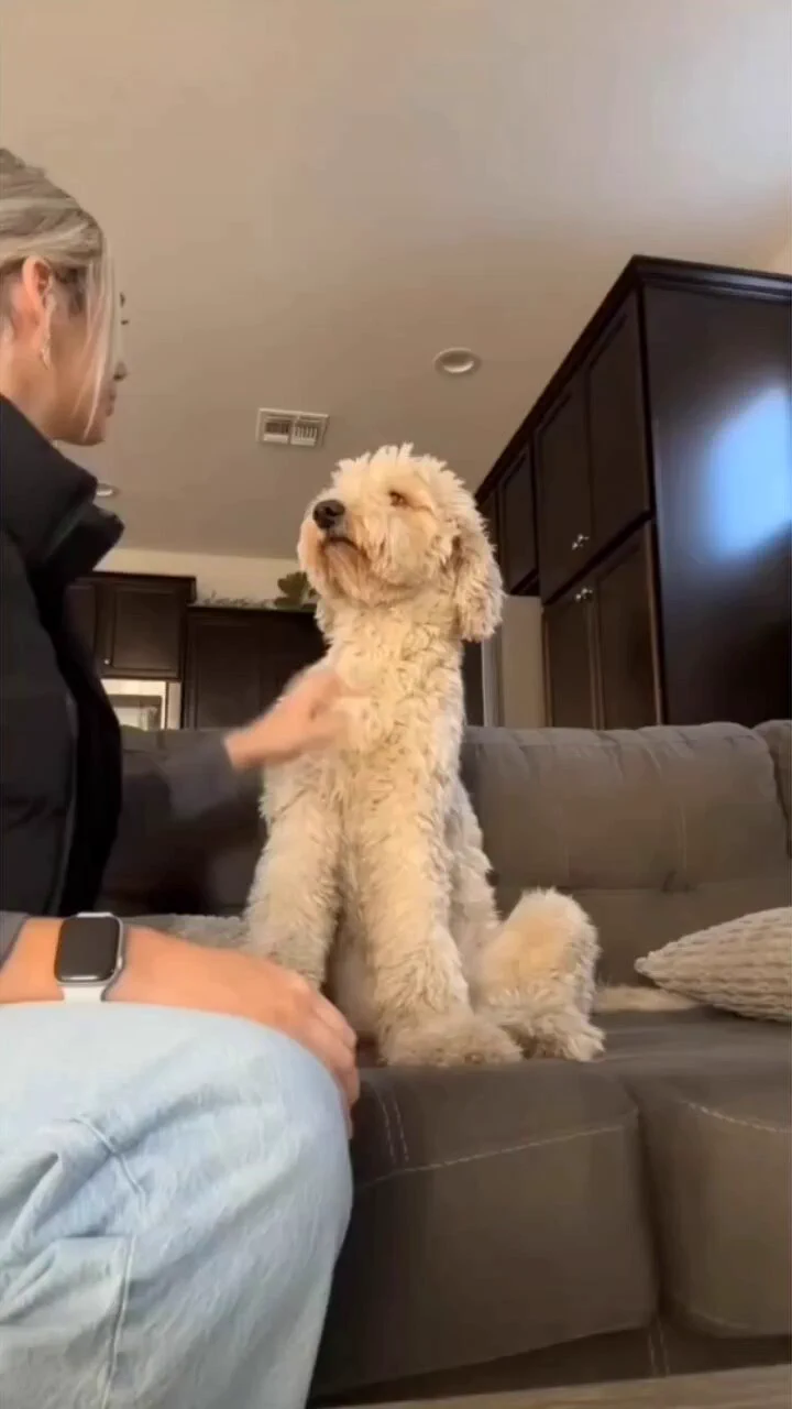 Dog's reaction to being hugged..🐕🐾😊🙂❤️ https://t.co/IEfidIuSVx