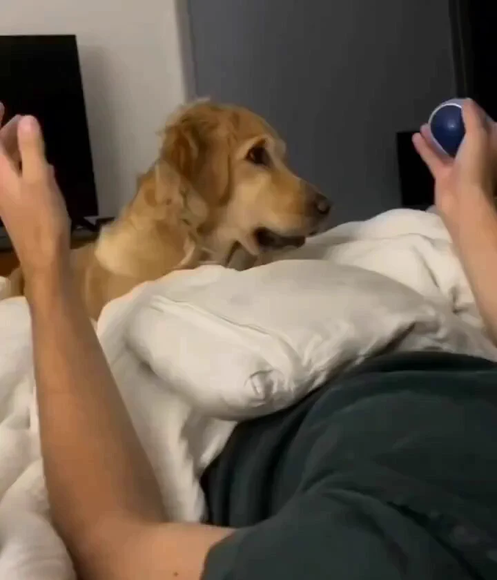 Did you see that..🐕🐾😅 https://t.co/vRZcEBFIk4