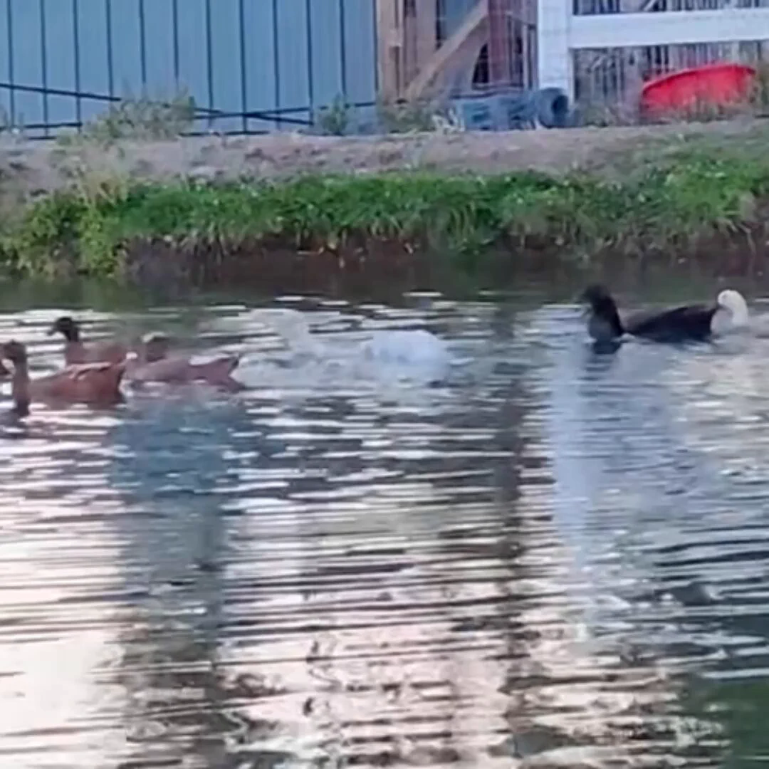 That’s not a duck.. 😂 https://t.co/xgYshIgdkg