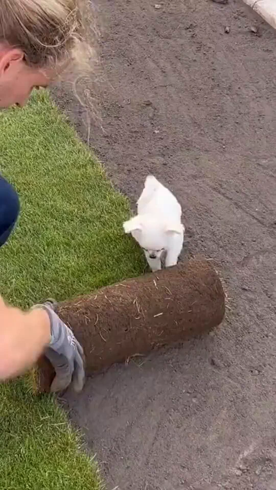 I halp... little helper..🐕🐾😅 https://t.co/iOq2tpWBUO
