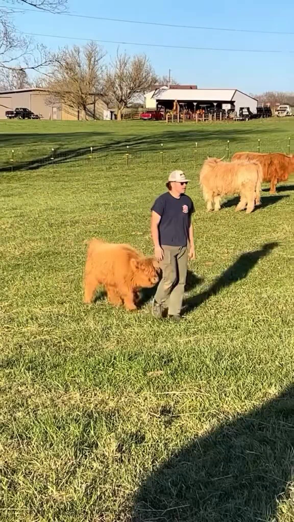 Baby cows..🐄😊😍 https://t.co/7AcZyZUCUG