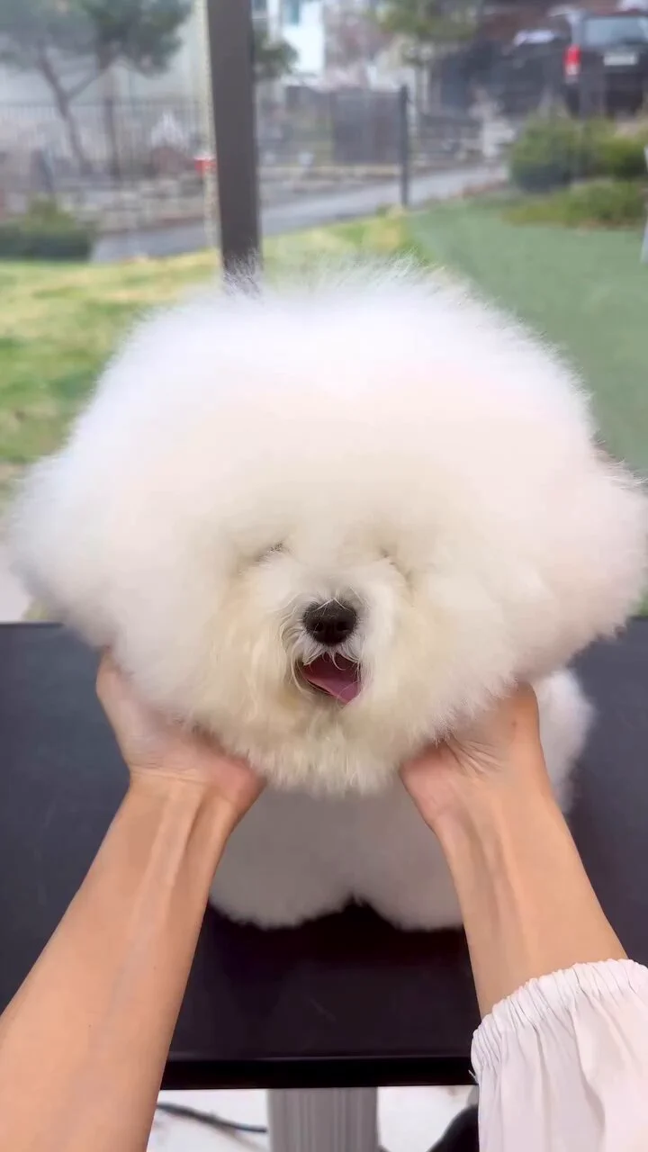トリミングされるワンちゃんがかわいい https://t.co/6tLM2hVzSS