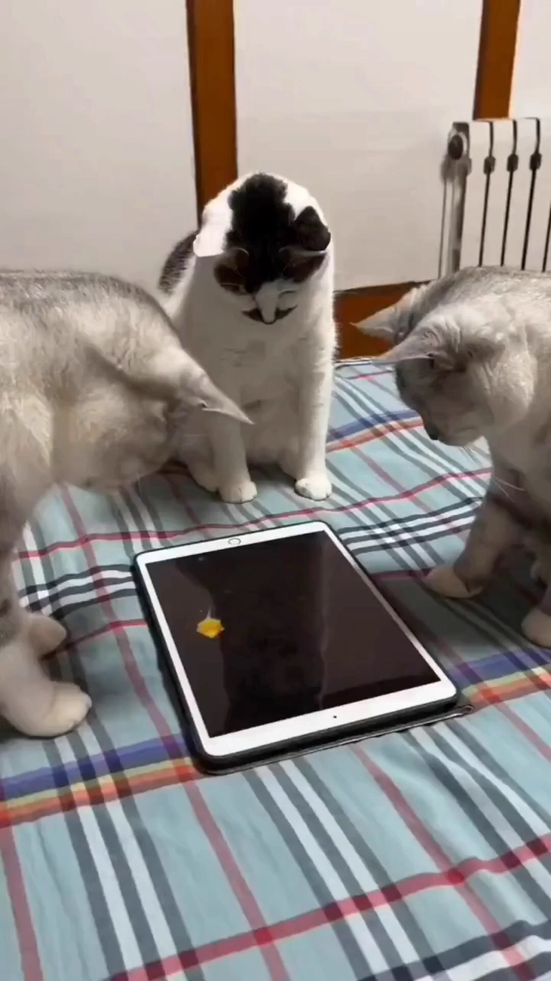 Game of cat and mouse for cats..🐈🐾🐭😅 https://t.co/ibBRzMLi9f