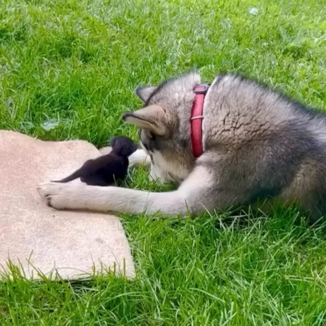Meeting the new member of the family.. 😊 https://t.co/LbYoVzMIsP