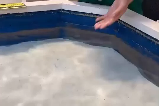 The turtle loves it.. 😊 https://t.co/p6gho9rEU9