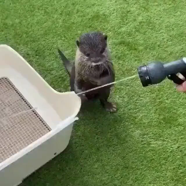 I'm gonna catch it..🦦🙂 https://t.co/KIg08fVvTg