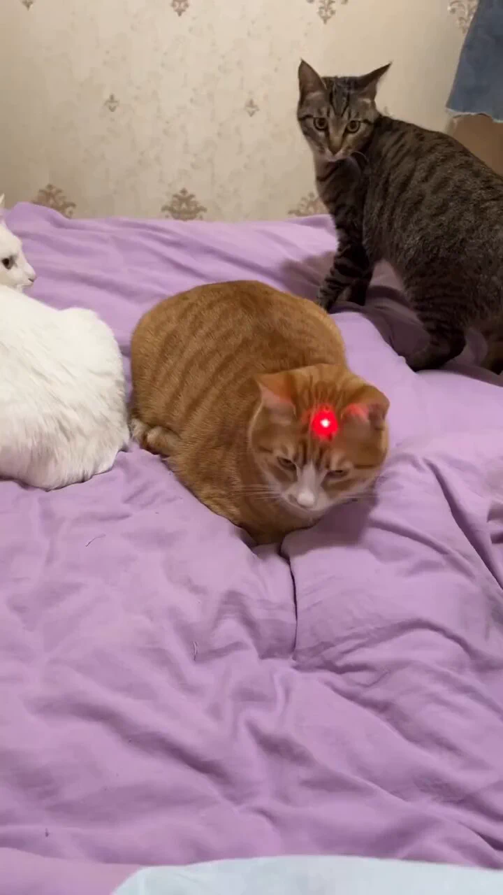 Orange cat: what did I do wrong?😆 https://t.co/1f7xy6jEem