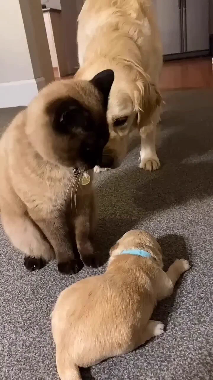 Cat comforts a crying puppy..🐈🐾🐶😍 https://t.co/vJyyfPtlOC