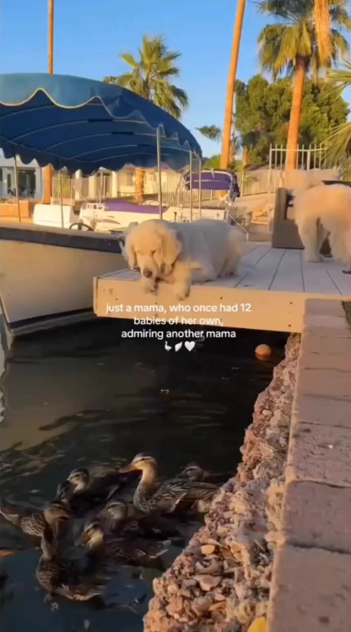 Just a senior golden retriever who once had babies of her own, admiring another mama..🐕🐾😊 https://t.co/TSA6Y4RiUU