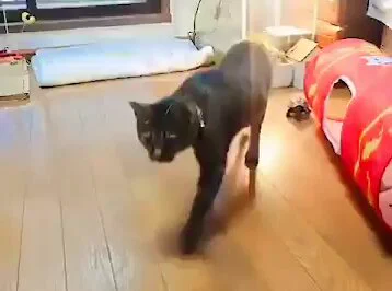 Cat is dumbfounded by his turtle buddy https://t.co/0cOZfGMaad