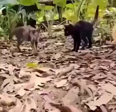 The Cat's quick reaction https://t.co/E9kvNuZhnz