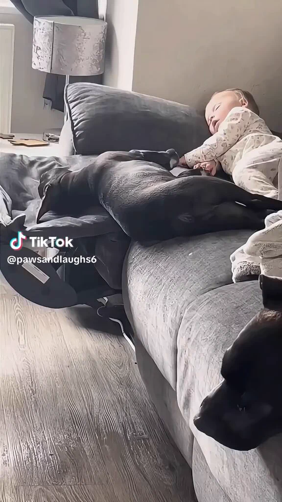 I needed something to cleanse my timeline, and this made my heart smile. https://t.co/ebrITveOsQ