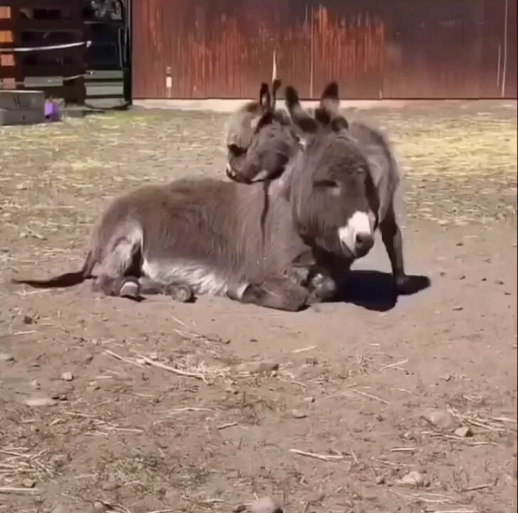 Mama donkey and her baby..🐴🙂❤️ https://t.co/U13AUebC8o