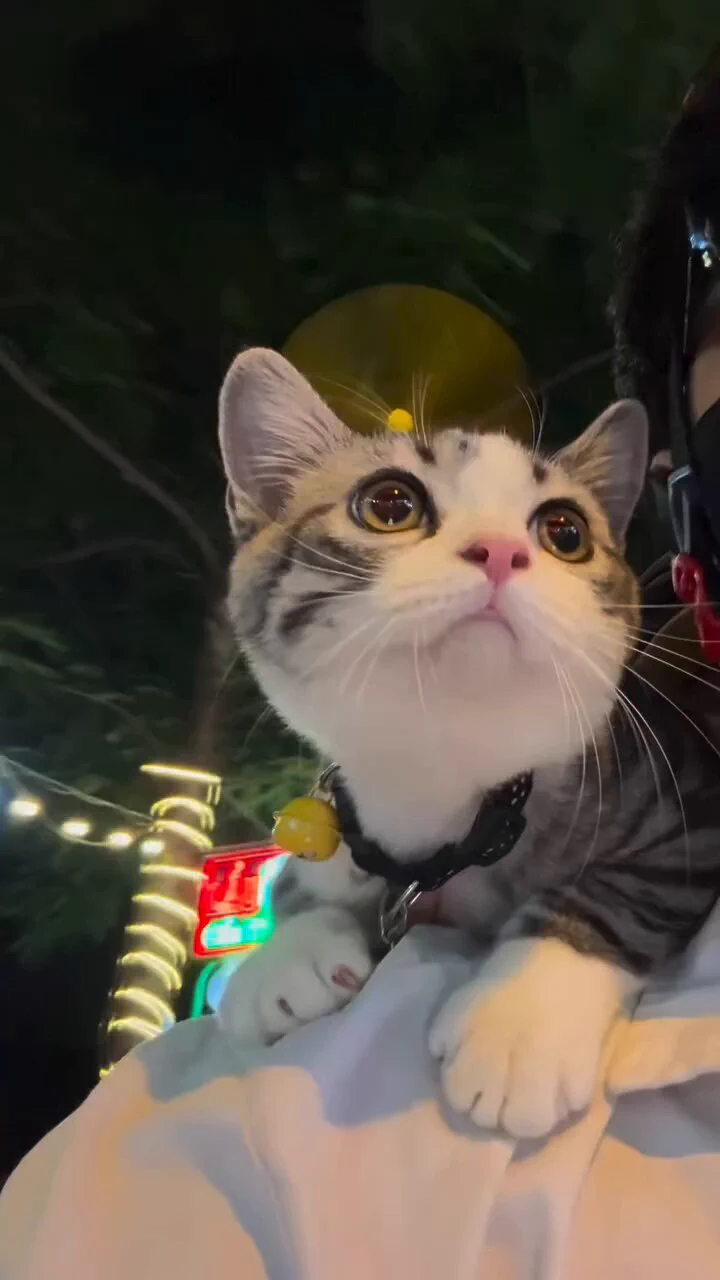 空を飛びたい猫がかわいい https://t.co/D8X7PQcAHC