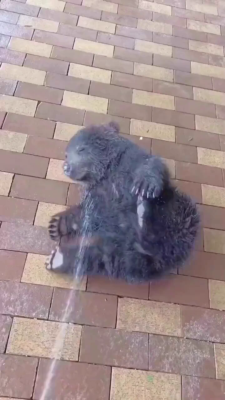 Don’t forget you water on bear 🐻 https://t.co/dxFLPEaDHn