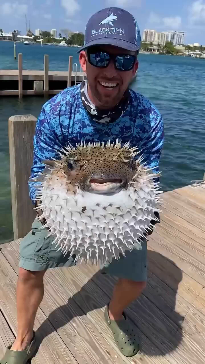 Size of this puffer fish 
 https://t.co/5gnVCXCY6g