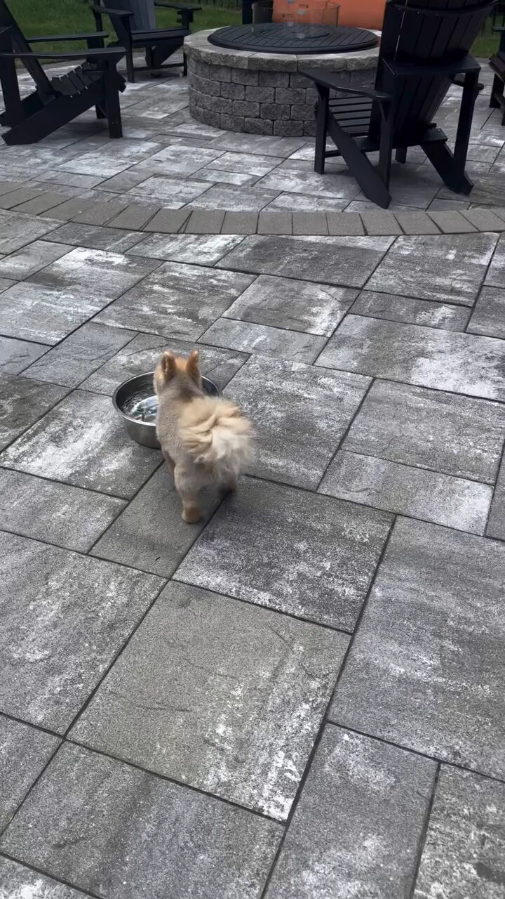 犬も暑さには勝てない https://t.co/z6oTPvGVDK
