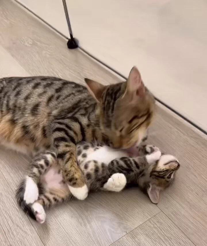 子猫を愛しすぎる親猫 https://t.co/9wHmugqrHt